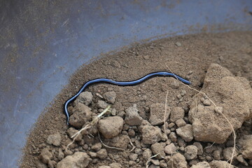 Indotyphlops braminus snake. Its common name brahminy blind snake and blind worm snake. It is a non venomous blind snake species, found mostly in Africa and Asia. Its fossorial or  burrowing reptile.
