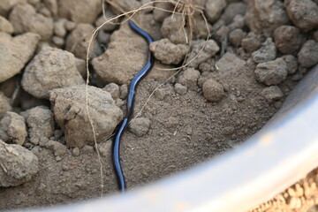 Indotyphlops braminus snake. Its common name brahminy blind snake&nbsp;and blind worm snake. It is a non venomous&nbsp;blind snake&nbsp;species, found mostly in Africa and Asia. Its fossorial or  burrowing reptile.

