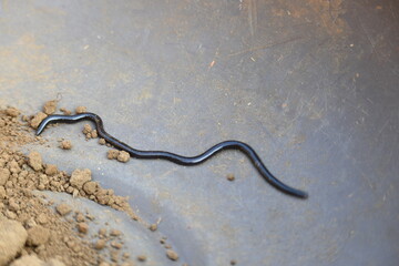 Indotyphlops braminus snake. Its common name brahminy blind snake and blind worm snake. It is a non venomous blind snake species, found mostly in Africa and Asia. Its fossorial or  burrowing reptile.
