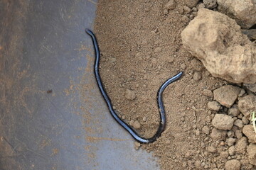 Indotyphlops braminus snake. Its common name brahminy blind snake and blind worm snake. It is a non venomous blind snake species, found mostly in Africa and Asia. Its fossorial or  burrowing reptile.
