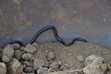 Indotyphlops braminus snake. Its common name brahminy blind snake and blind worm snake. It is a non venomous blind snake species, found mostly in Africa and Asia. Its fossorial or  burrowing reptile.
