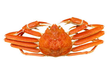 色鮮やかなズワイガニ