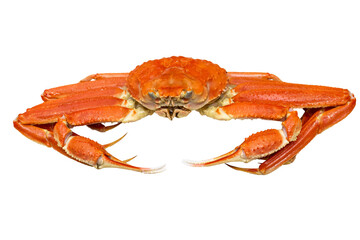 色鮮やかなズワイガニ