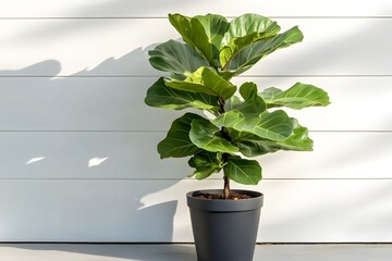 A potted fiddle leaf fig next to a white wall in natural sunlight 
