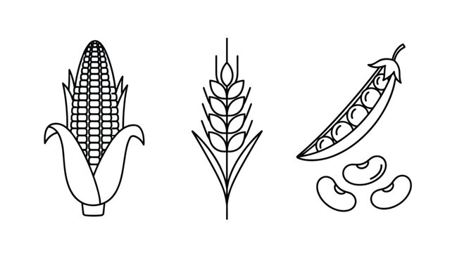 Minimalist line art illustration featuring three staple crops: a corn cob, a wheat ear, and a pea pod with beans.