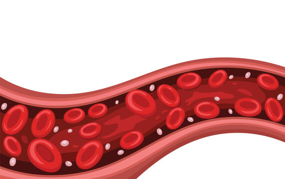 Vector illustration of red blood cells inside a vein ideal for medical science health biology education or anatomy diagram and educational graphics