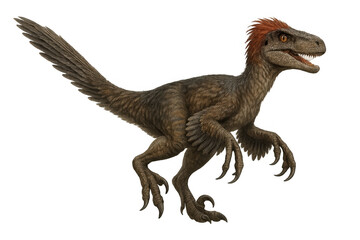 Fototapeta premium Feathered velociraptor dinosaur running with open mouth, prehistoric raptor predator illustration on transparent background