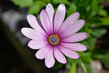 Fototapeta premium Dimorfoteca violeta