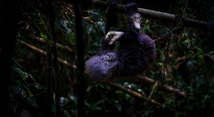 Eastern gorilla or Gorilla beringei in Volcanoes National Park Rwanda.