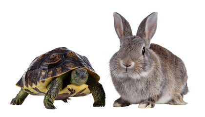 Obraz premium Cute Baby Rabbit Isolated on White - Adorable Young Bunny Pet Portrait Stock Photo