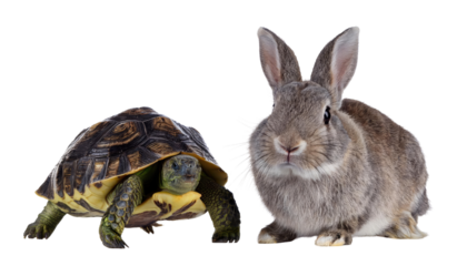 Cute Baby Rabbit Isolated on White - Adorable Young Bunny Pet Portrait Stock Photo