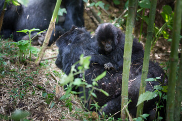 Eastern gorilla or Gorilla beringei baby on mother in Volcanoes National Park Rwanda.