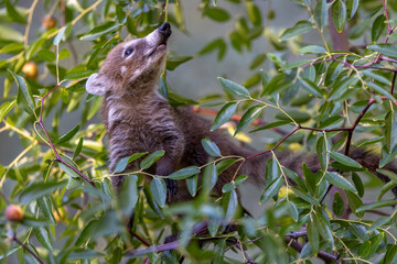Baby Coati 5