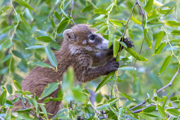 Baby Coati 6