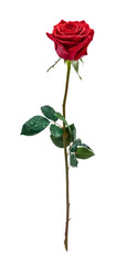 red rose with water droplets isolated on background.