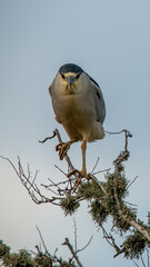 Black-crowned night heron perched in a tree