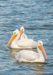 American White Pelicans floating on the water.