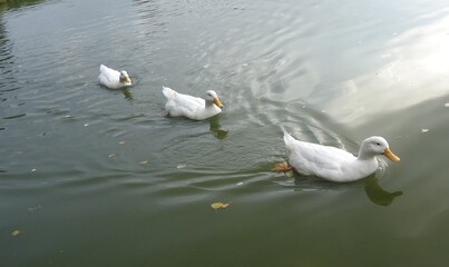ducks on the lake