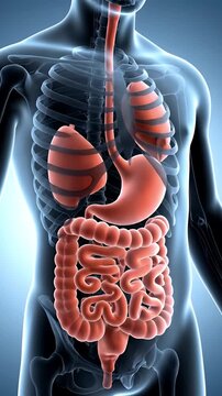 Anatomy of Human Body with Digestive System and Respiratory System in Red Isolated Against Blue Background for Medical Research and Healthcare Promotion and Informative Advertisement