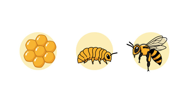 Bee life cycle stages - egg, larva, and adult bee development.