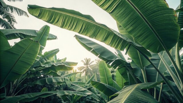 Green banana leaves with sunlight shining through tropical plants