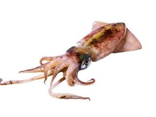 Freshly caught raw squid, a delectable aquatic cephalopod mollusk, isolated on a pristine white background, highlighting its natural colors and tender texture, perfect for gourmet culinary dishes