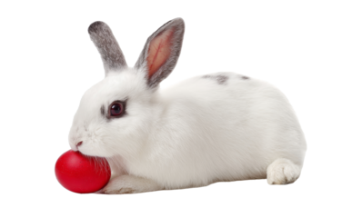 easter bunny with red egg isolated on transparent background.