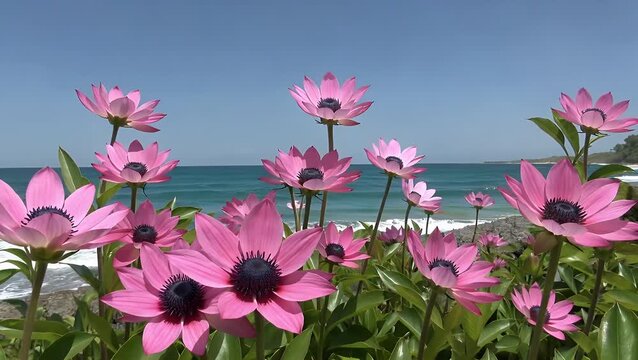 Pink Tropical Hibiscus Flower in Full Bloom During the Spring Season with a Vast Blue Ocean as a