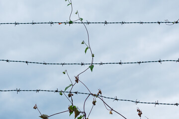 有刺鉄線と蔓草