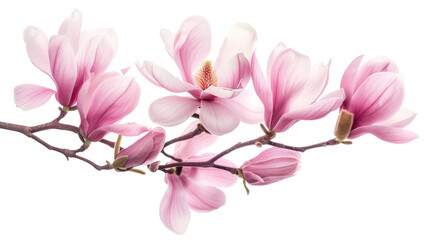 Obraz premium Beautiful pink magnolia flowers and branch isolate on transparency background
