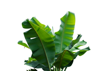 A lush cluster of green banana plant leaves with detailed stalks, isolated on a clear blank white background for tropical design elements