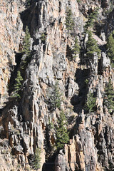 Trees on Cliff