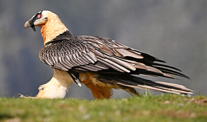 a majestic bearded vulture in spain