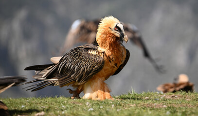 a majestic bearded vulture in spain