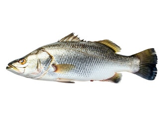 Fototapeta premium Fresh Silver Barramundi Fish Isolated on White Background - Seafood and Aquatic Life