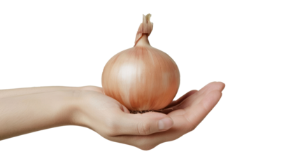 Hand holding Onion isolate on transparency background