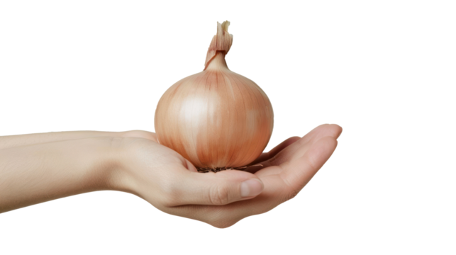 Hand holding Onion isolate on transparency background