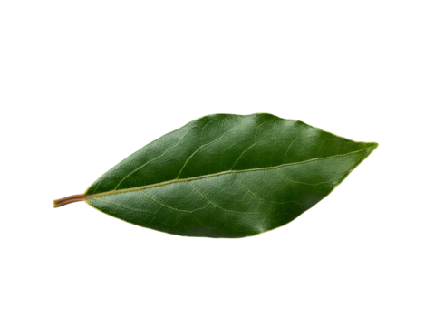 Isolated Fresh Green Bay Leaf on White Background Culinary Herb and Flavorful Ingredient