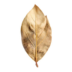 Dried leaf isolated on transparent background.