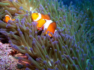 A pair of False clown anemonefish in anemone Boracay Island Philippines