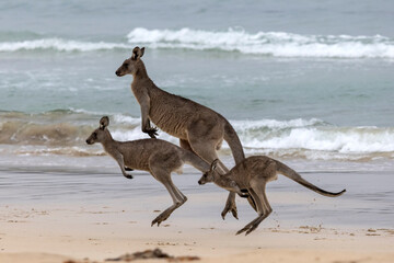 Eastern Grey Kangaroo's on New South Wales South Coast Australia © Ken Griffiths