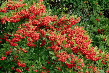 トキワサンザシ(ピラカンサ)