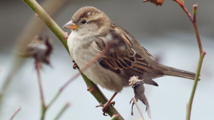 A charming portrait of a small, common sparrow resting on a bare winter branch.