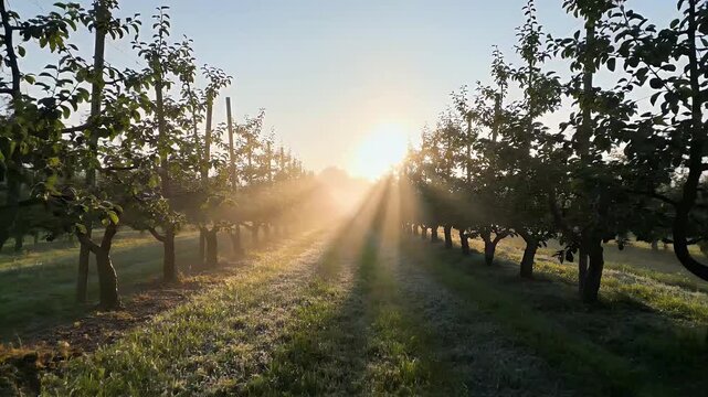 Sunburst through rows of apple trees in an orchard at sunrise