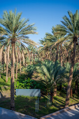 Fototapeta premium A scenic view of a lush palm grove bathed in sunlight under a clear blue sky, showcasing the beauty of tropical desert agriculture. Tall date palms rise above vibrant green undergrowth
