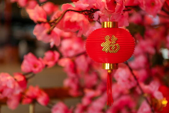 Red lantern adorns blossoming pink cherry blossom branches