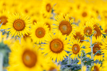 福岡-【柳川ひまわり園】