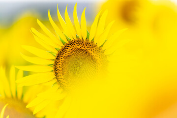 福岡-【柳川ひまわり園】