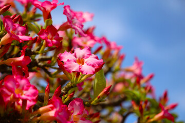 Adenium obesum, Pink desert rose flowers blooming under clear blue sky.