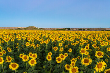 福岡-【柳川ひまわり園】